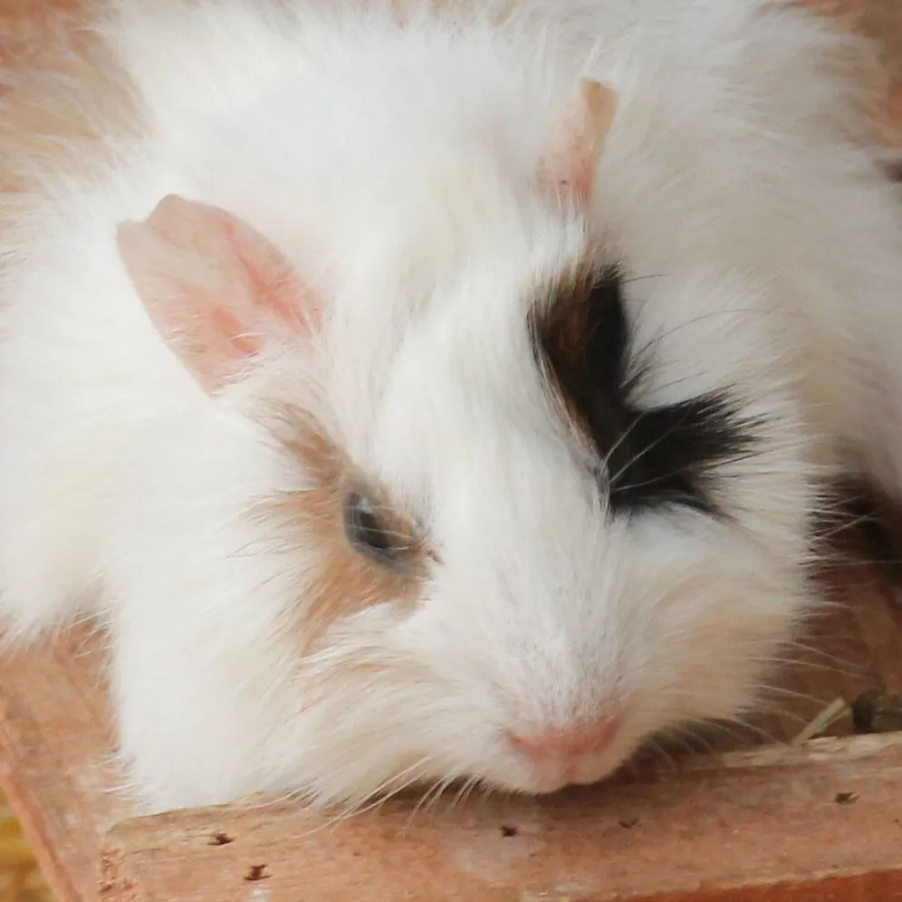 Cochon d’Inde