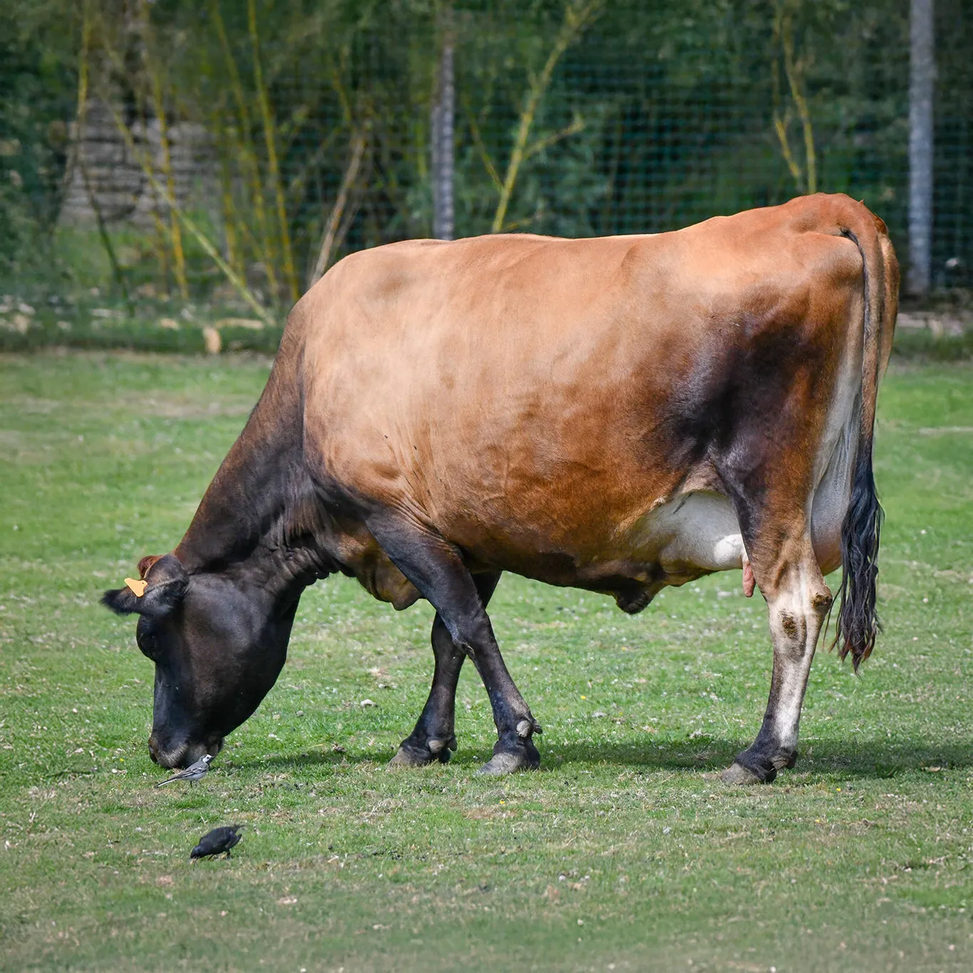 Vache Jersiaise