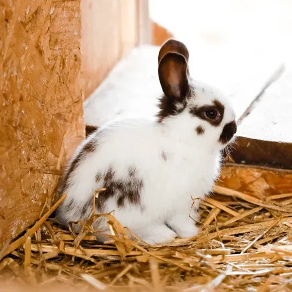 Lapin papillon