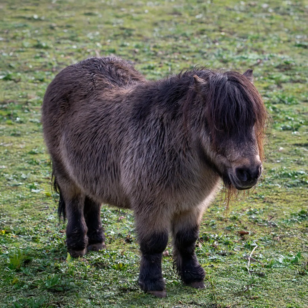 Poney mini Shetland