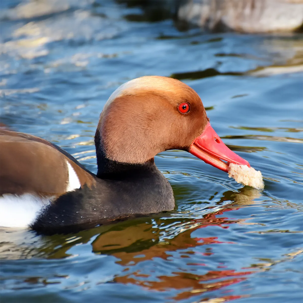 Nette rousse