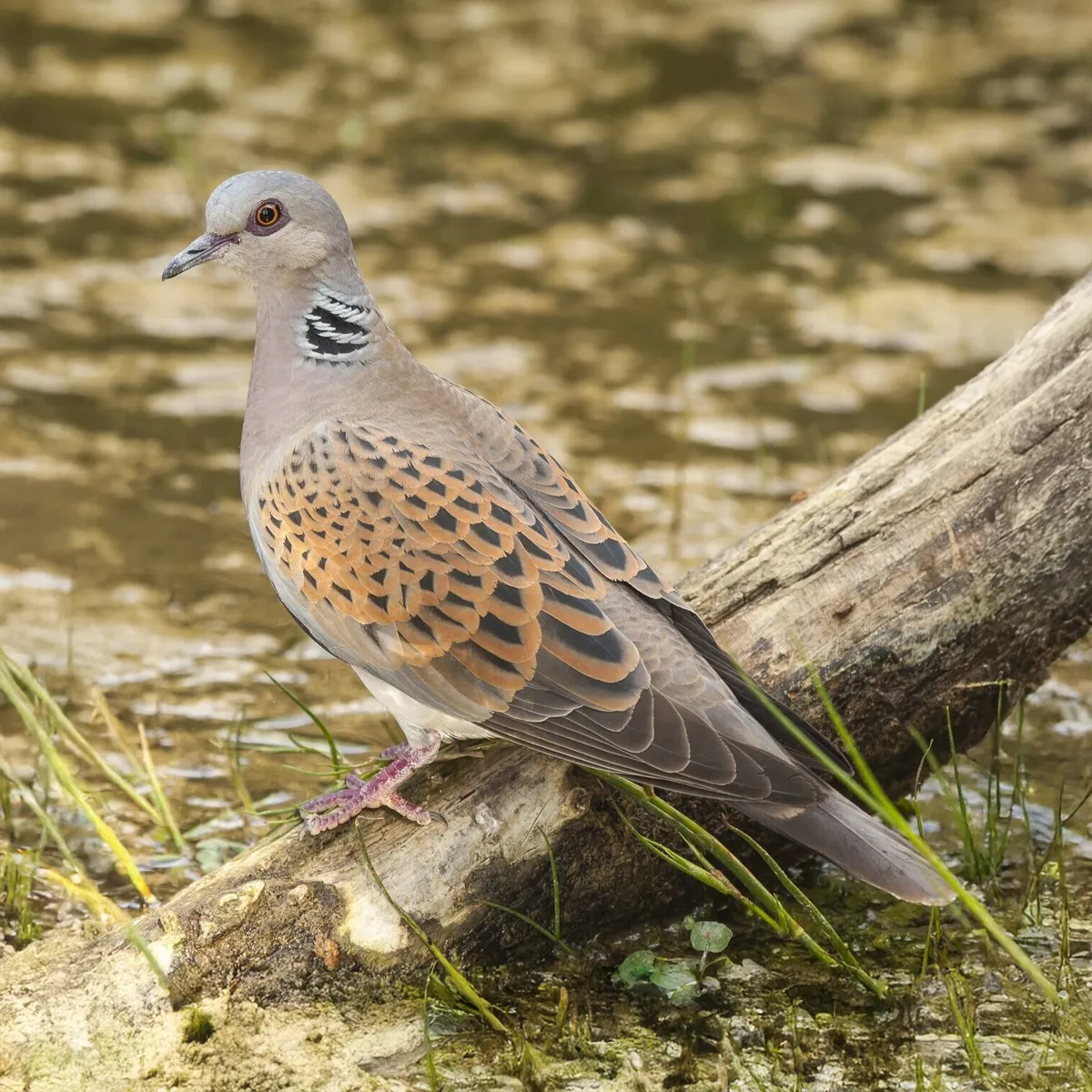 Pigeon