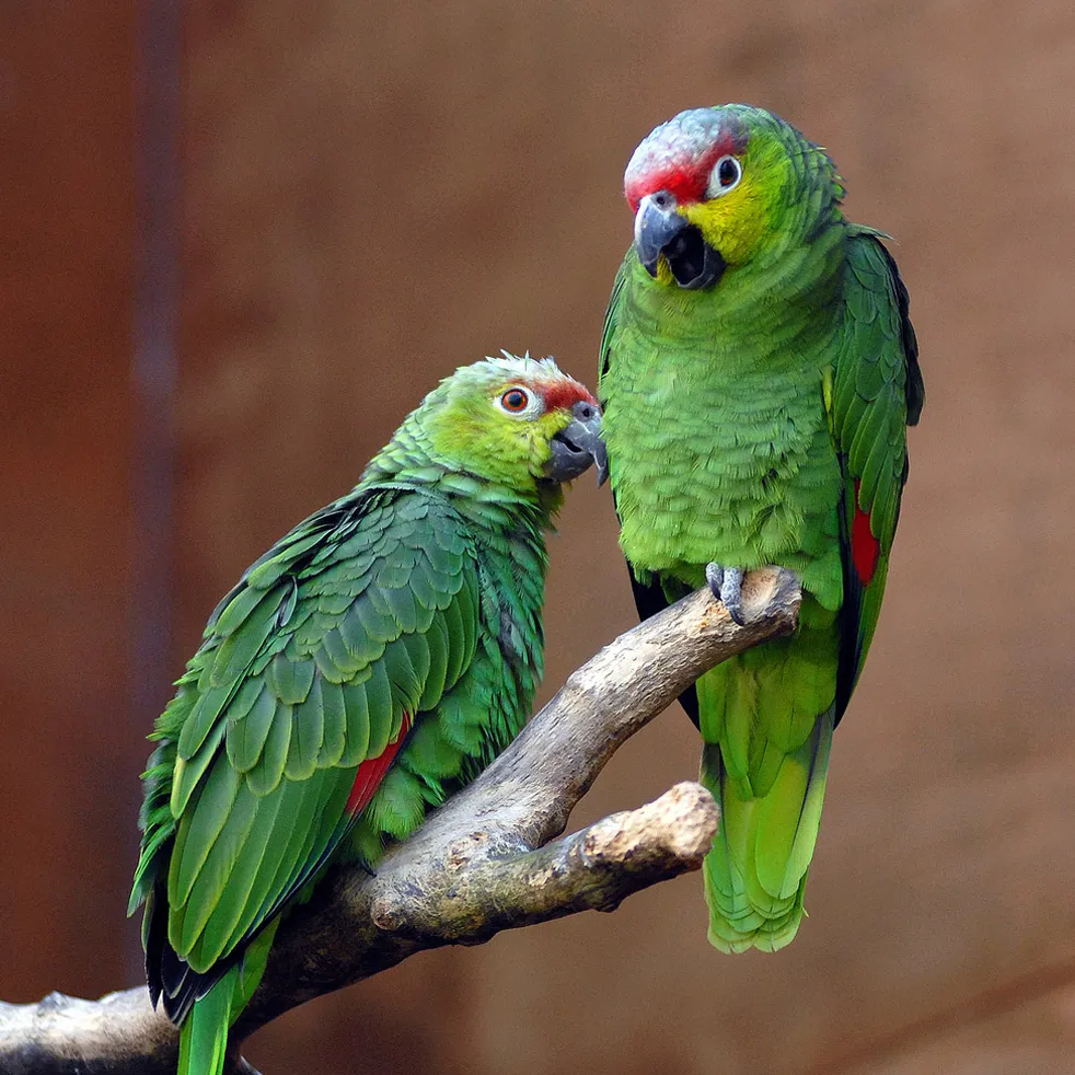 Amazone d’Equateur