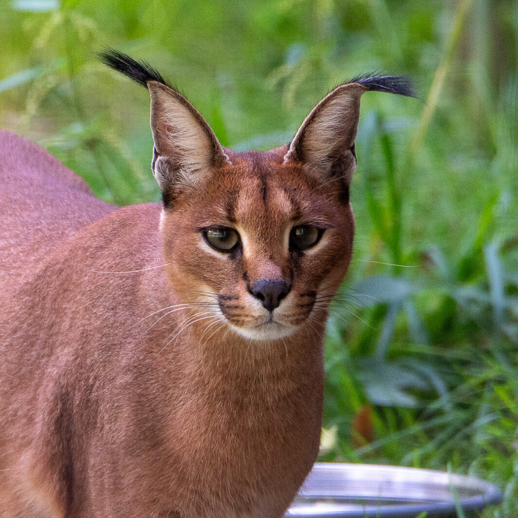 Caracal