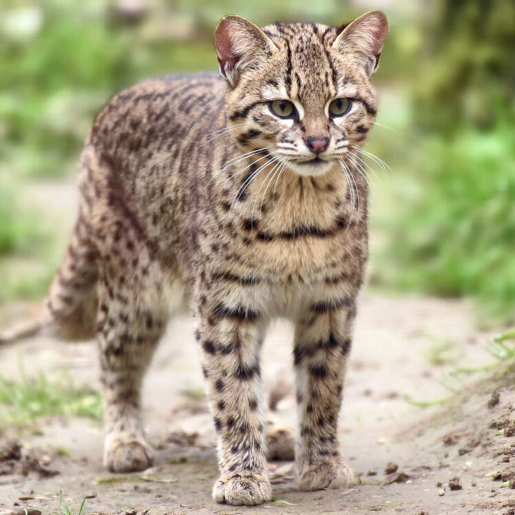 Geoffroy’s cat