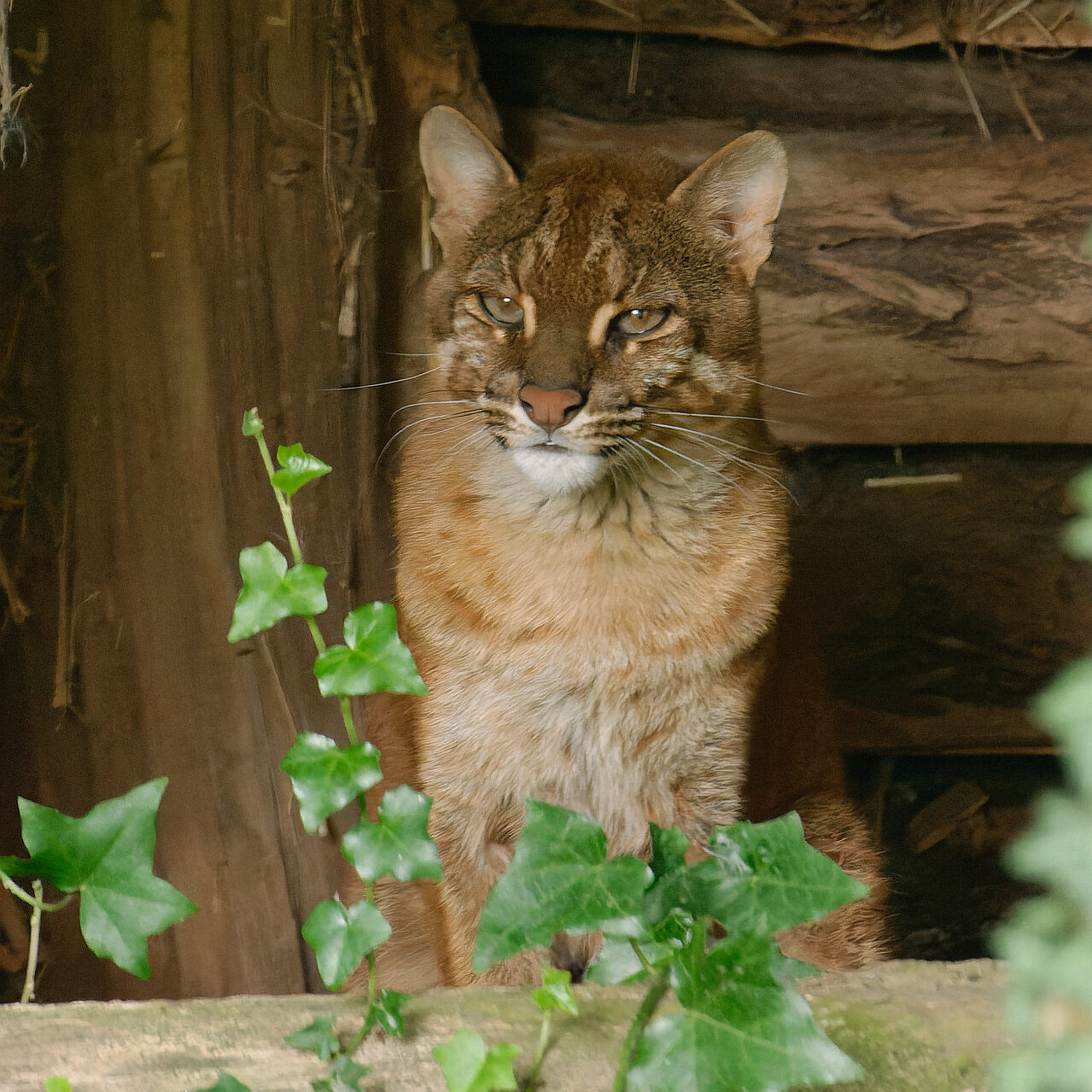 Chinese asian golden cat