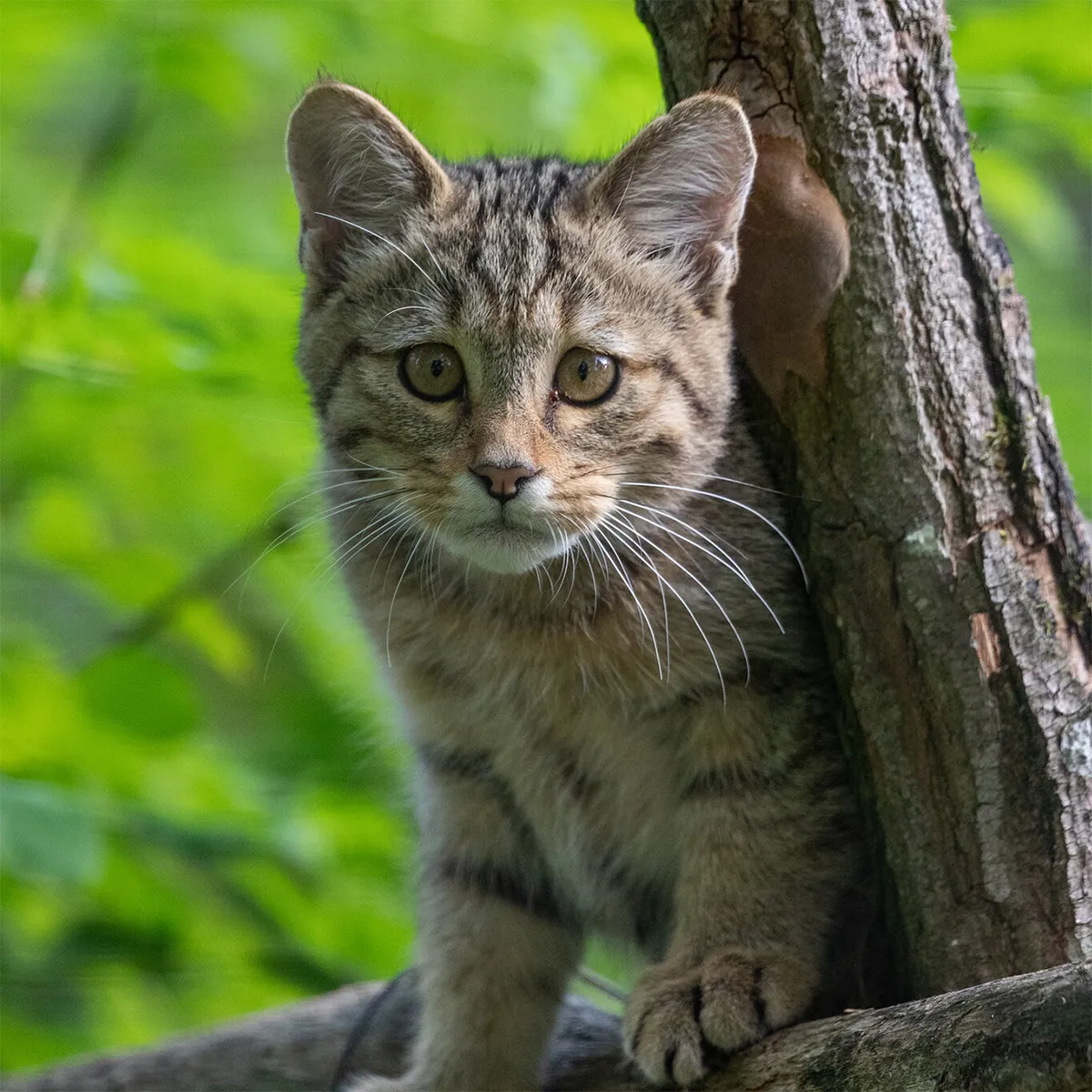 Chat Forestier