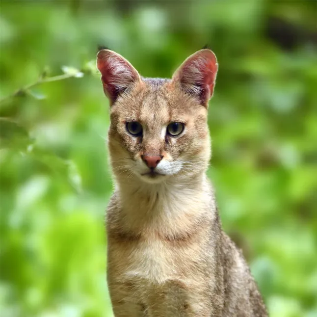 Chat des marais