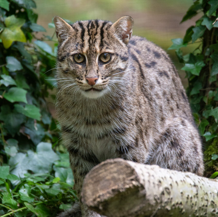 Fishing cat