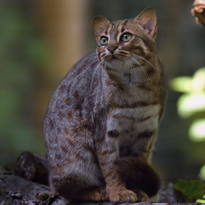 Rusty spotted cat