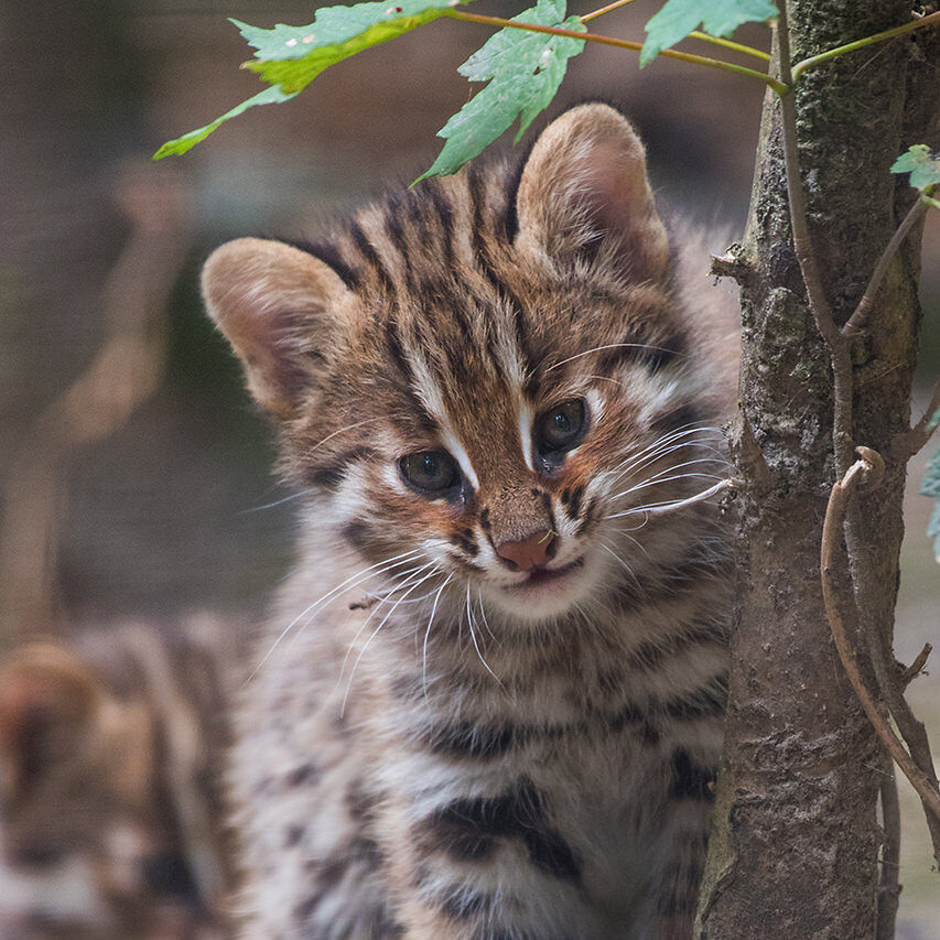 Siberian leopard cat