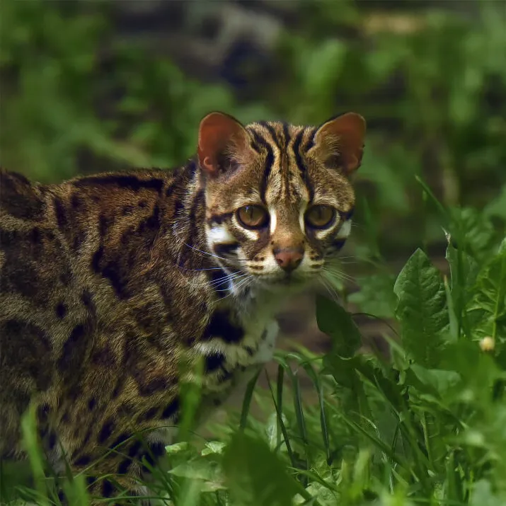 Chat léopard du Bengale