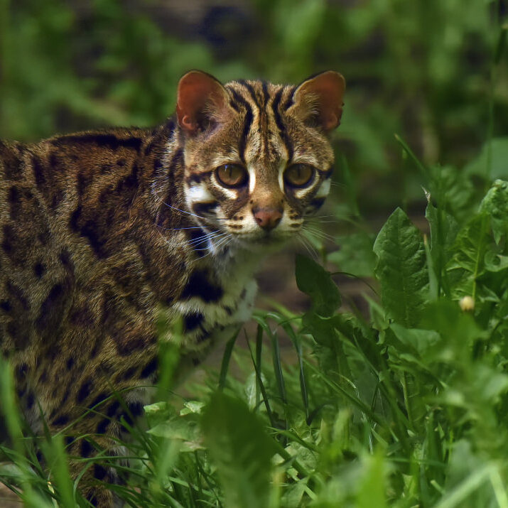 Bengal leopard cat