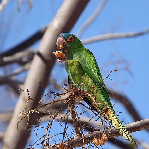 Conure à tête bleue