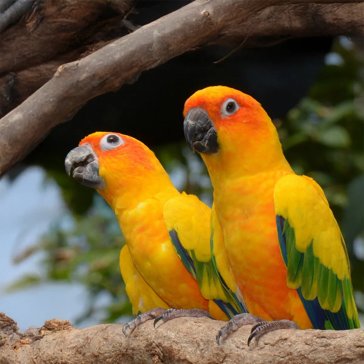 Conure du Soleil