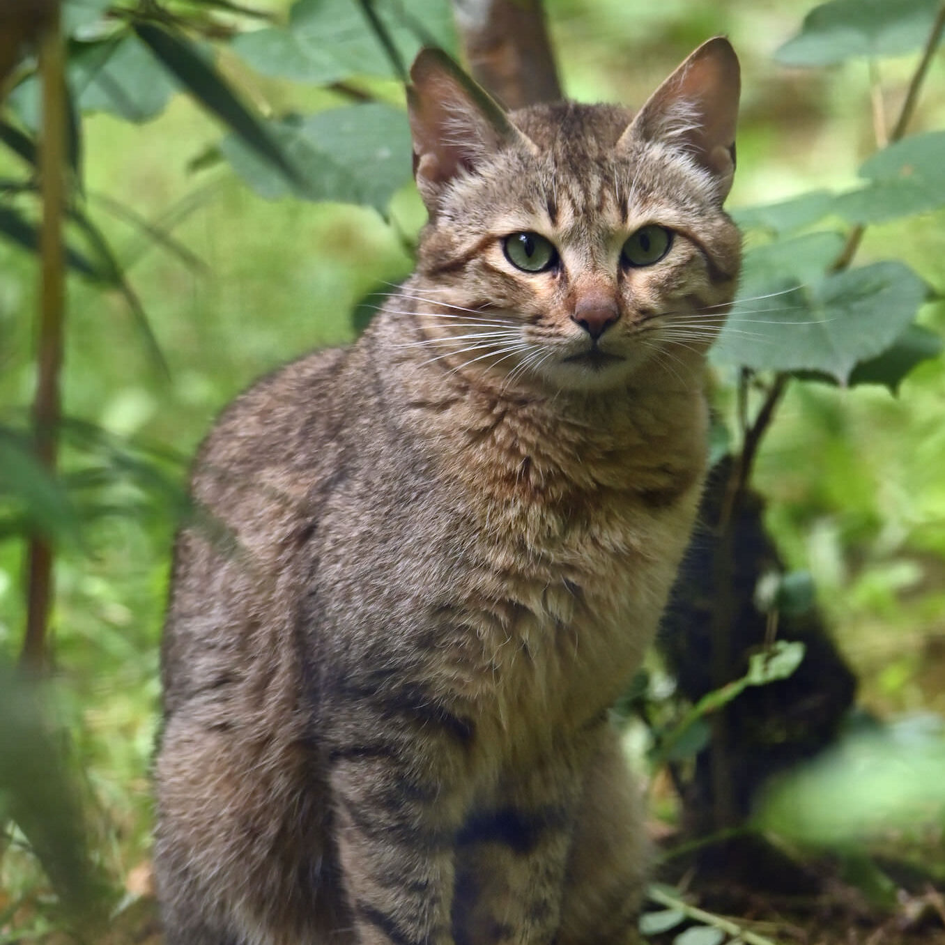 African wildcat