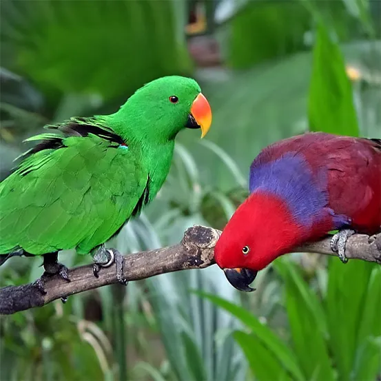 Grand Eclectus