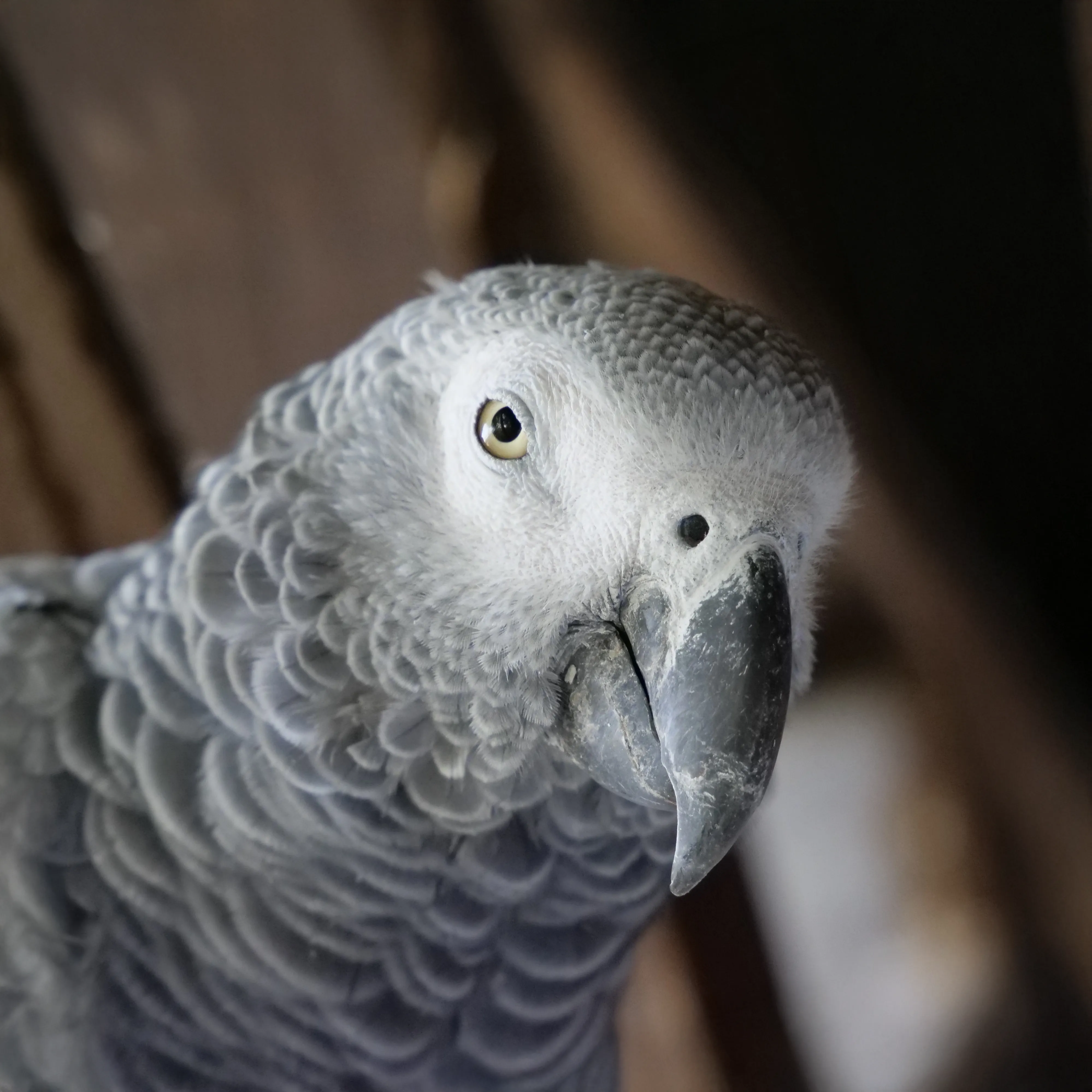 Gris du Gabon