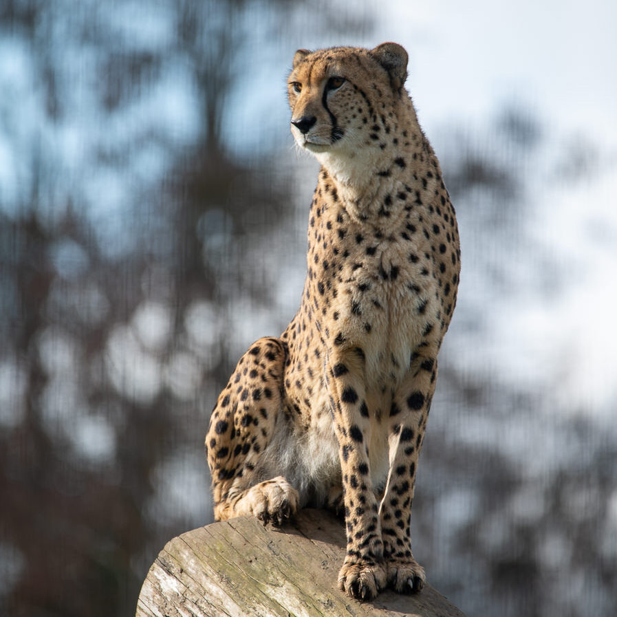 Cheetah