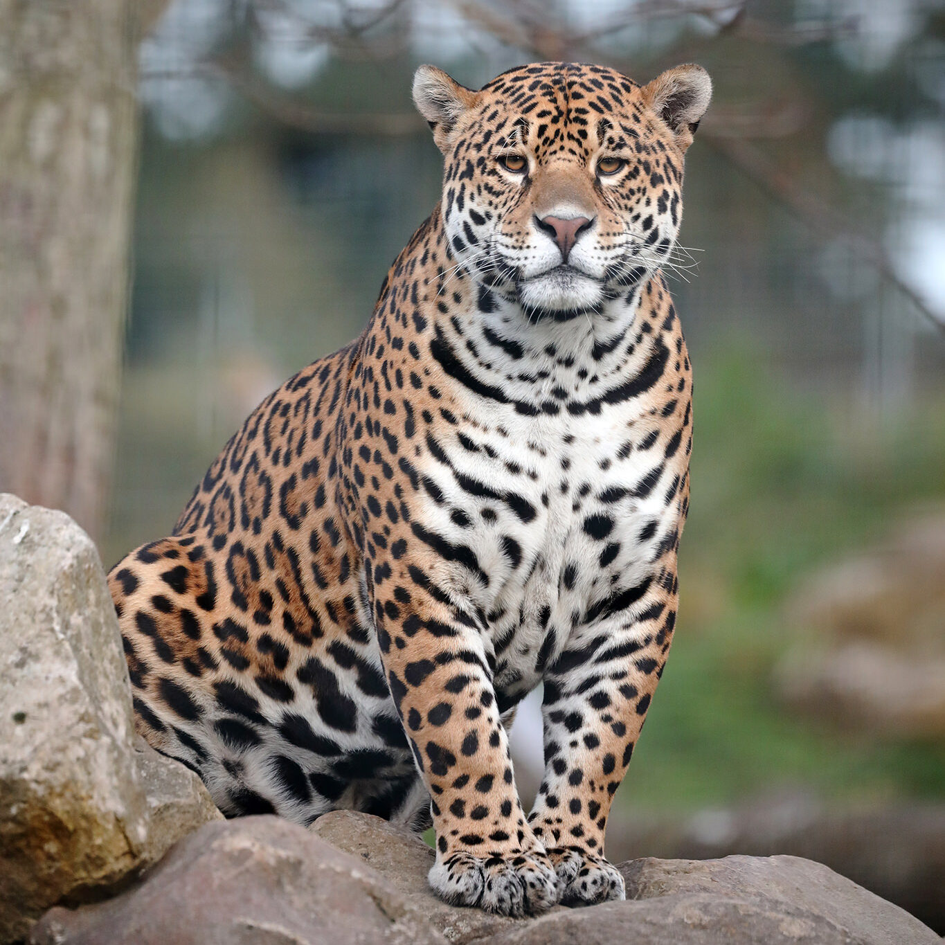 Jaguar