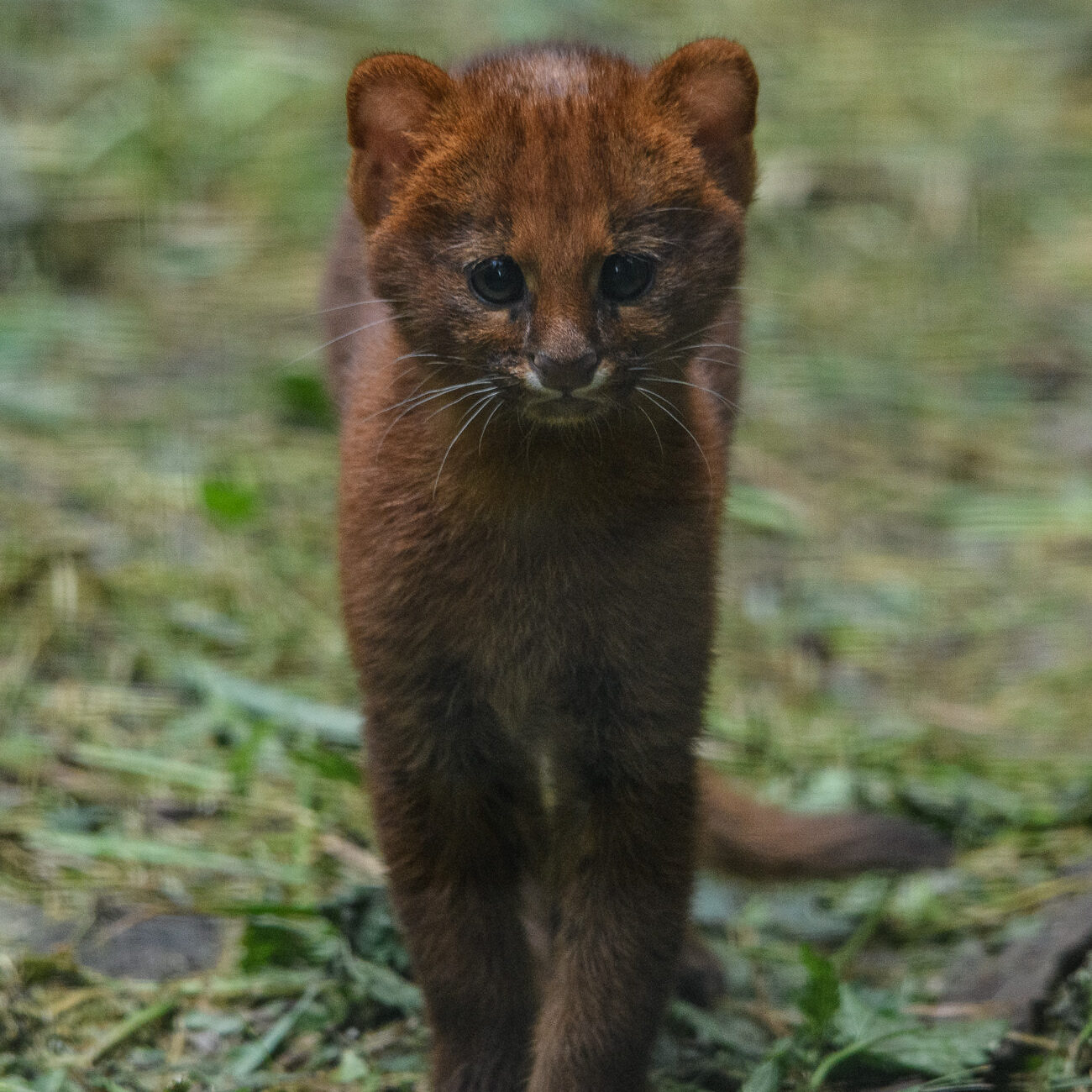 Jaguarundi