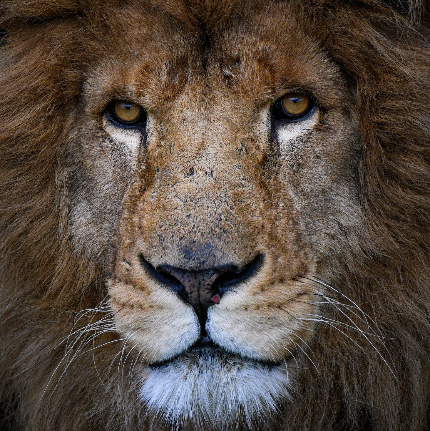 East-african lion