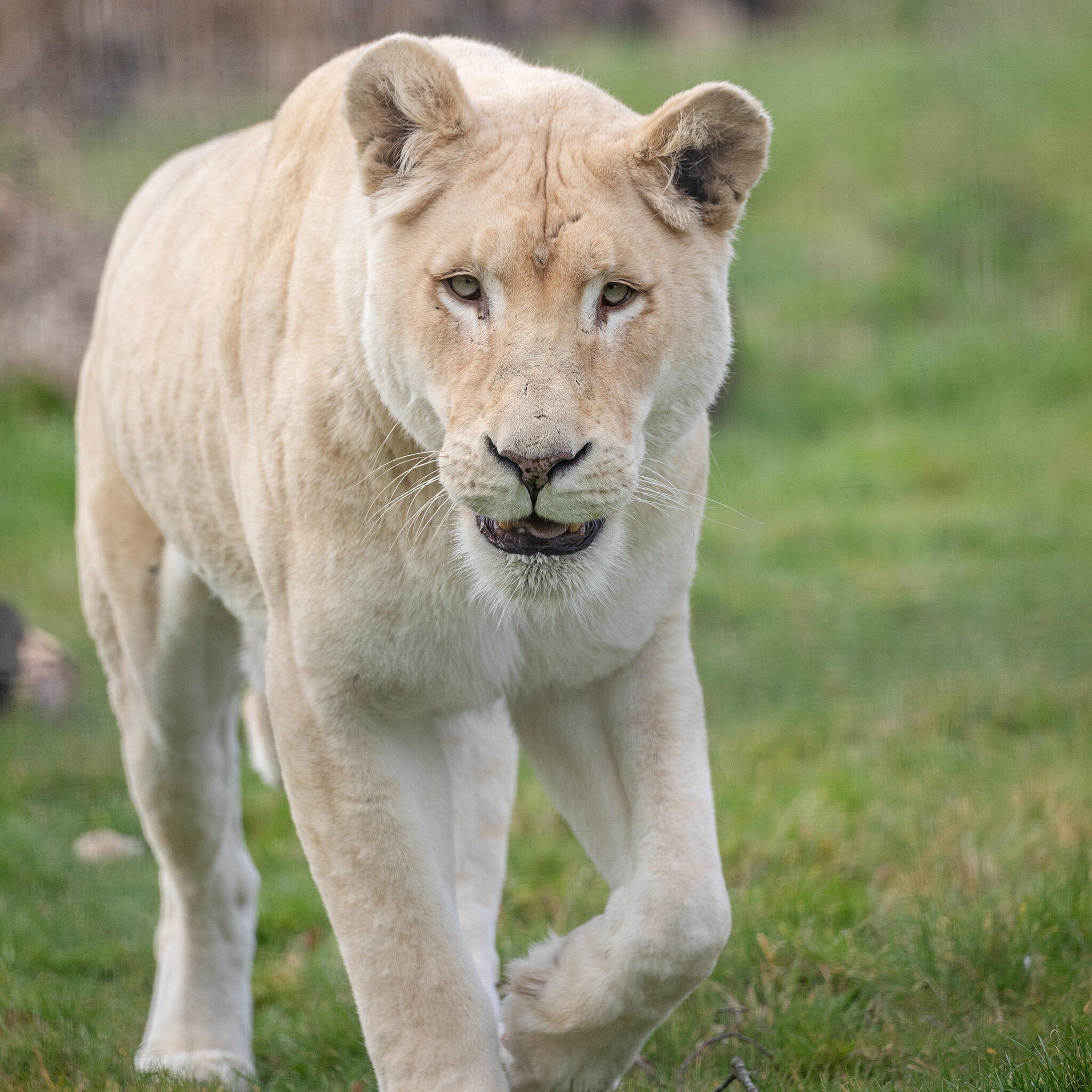 White lion