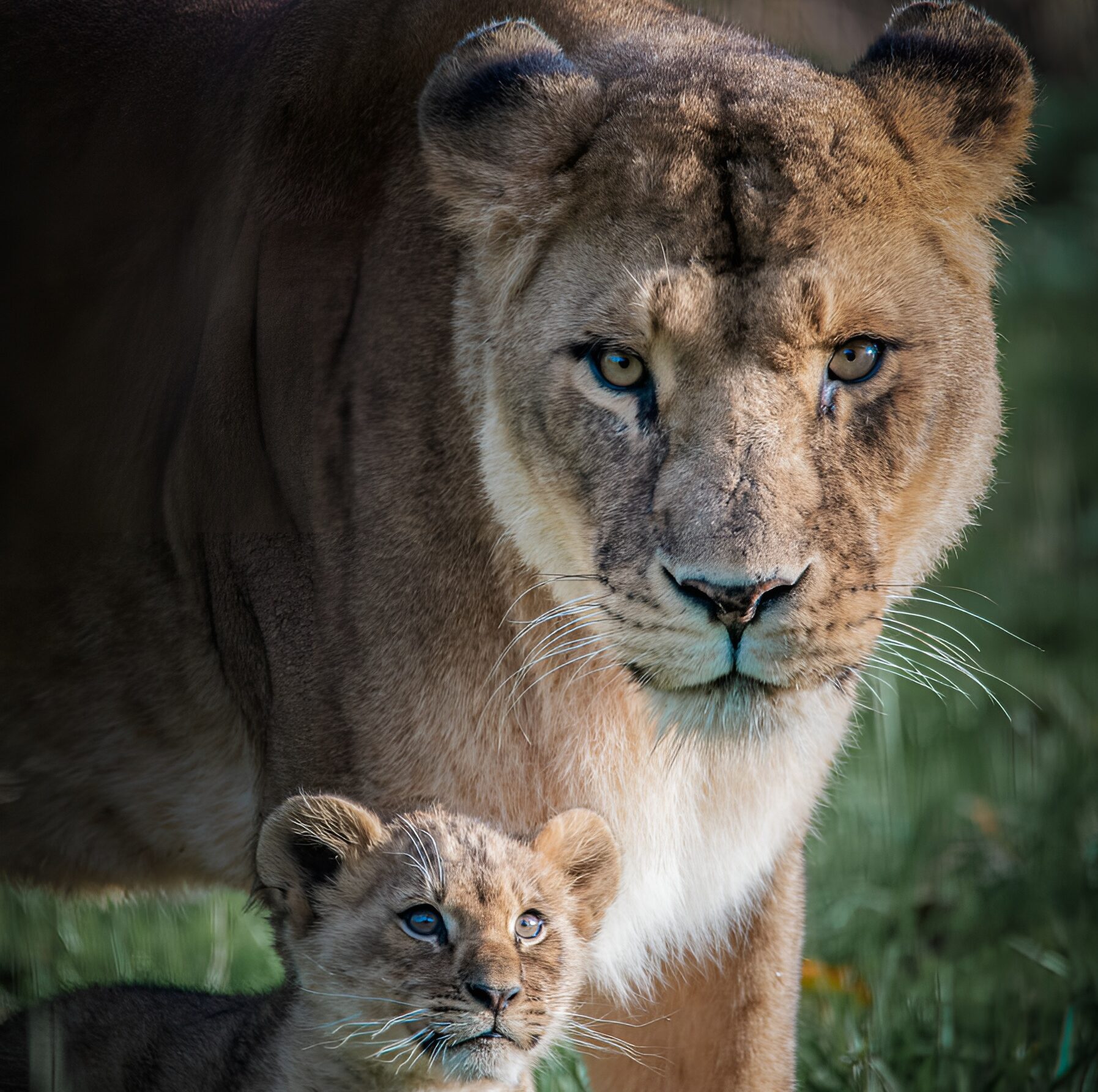 Katanga lion