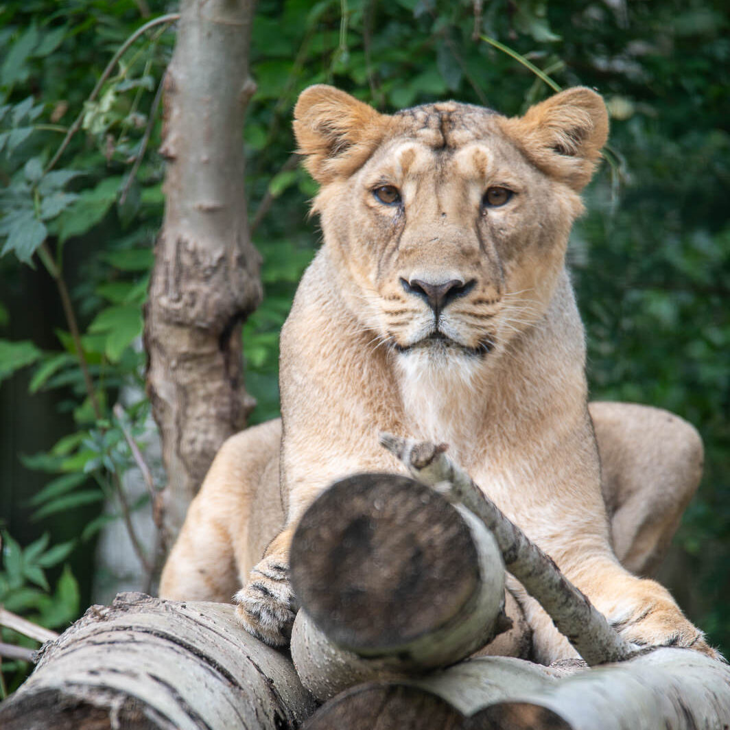 Asiatic lion