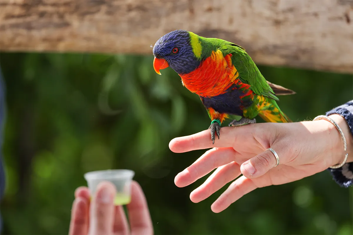 - Immersion avec les loriquets à Terre de Singes : Une expérience colorée et interactive