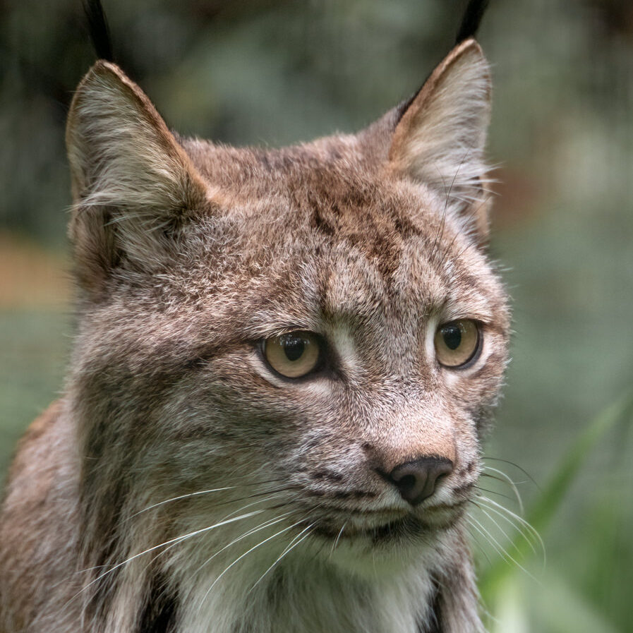 Canada lynx