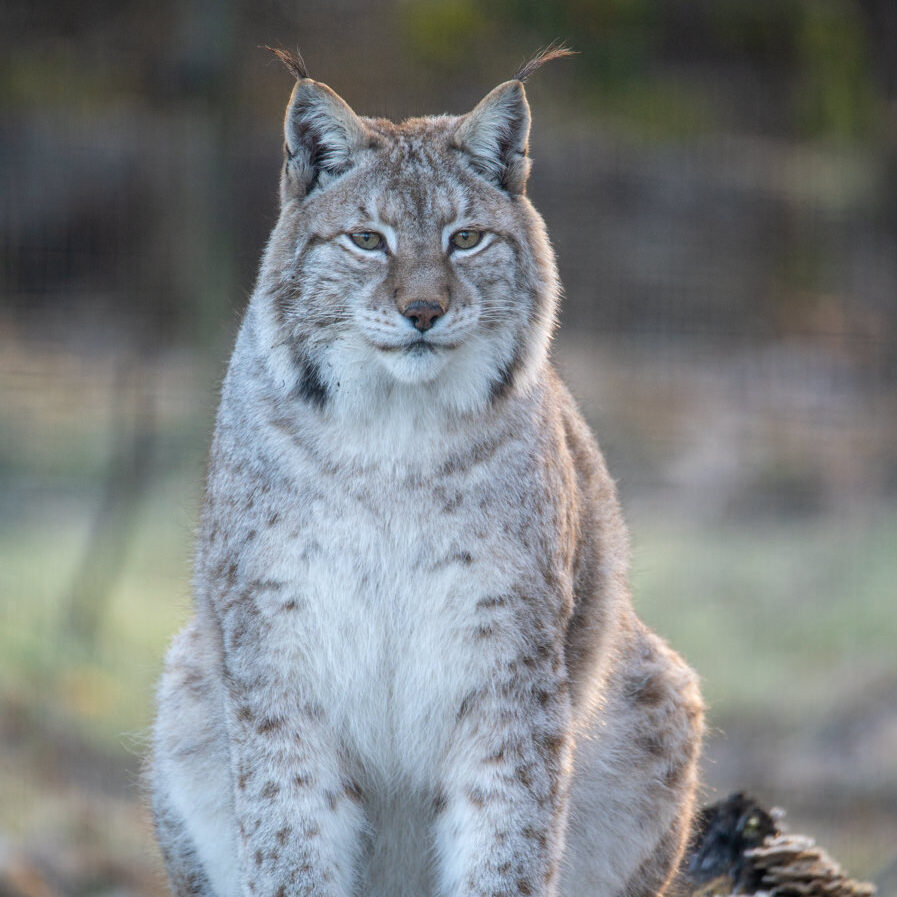 Eurasian lynx