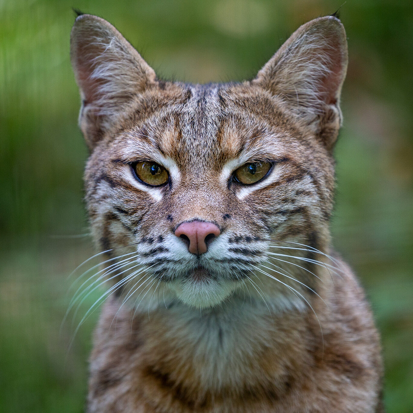 Bobcat