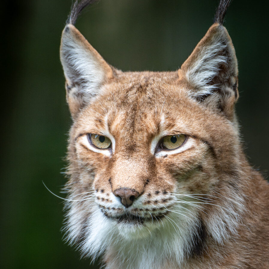 Siberian lynx