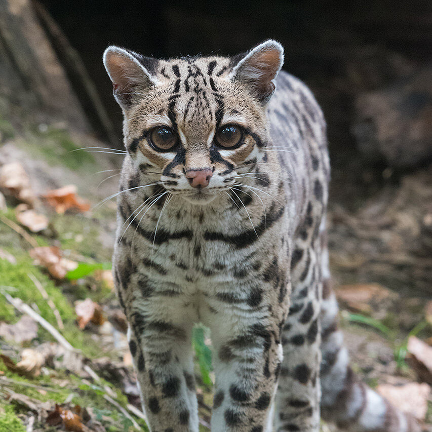 Margay