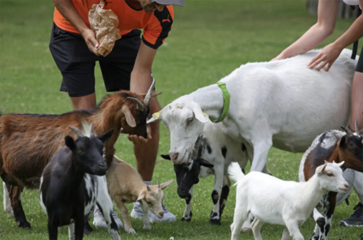 Mini-ferme au Lumigny Safari Réserve : Une rencontre ludique avec les animaux