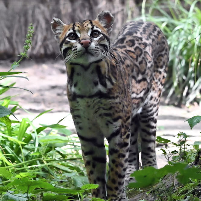 Ocelot