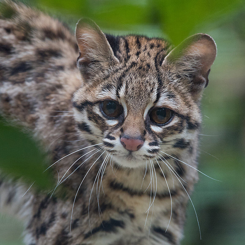 Northern tiger cat