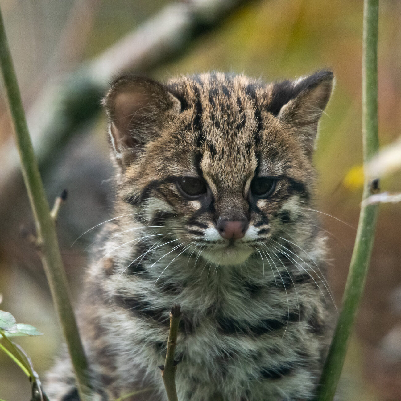 Atlantic Forest tiger cat