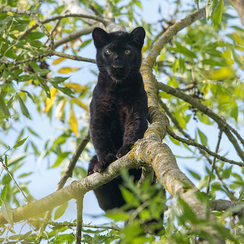 Black panther