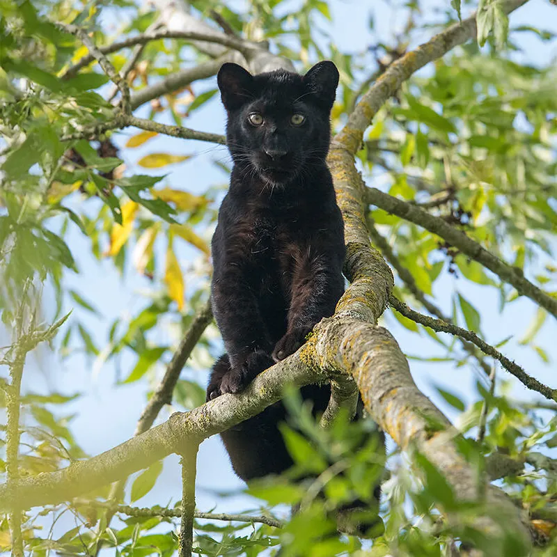 Panthère noire