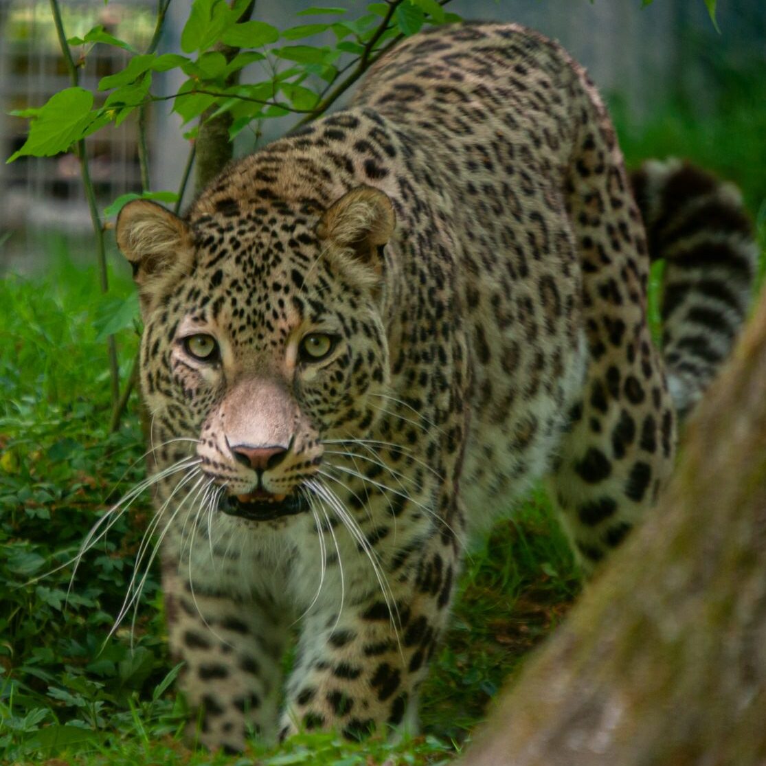 Persian leopard