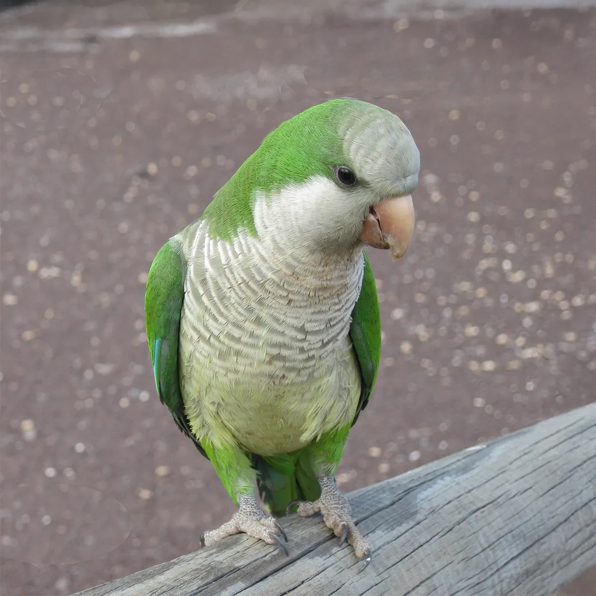 Perruche-souris