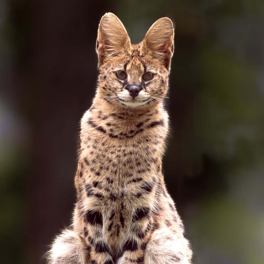 African serval cat