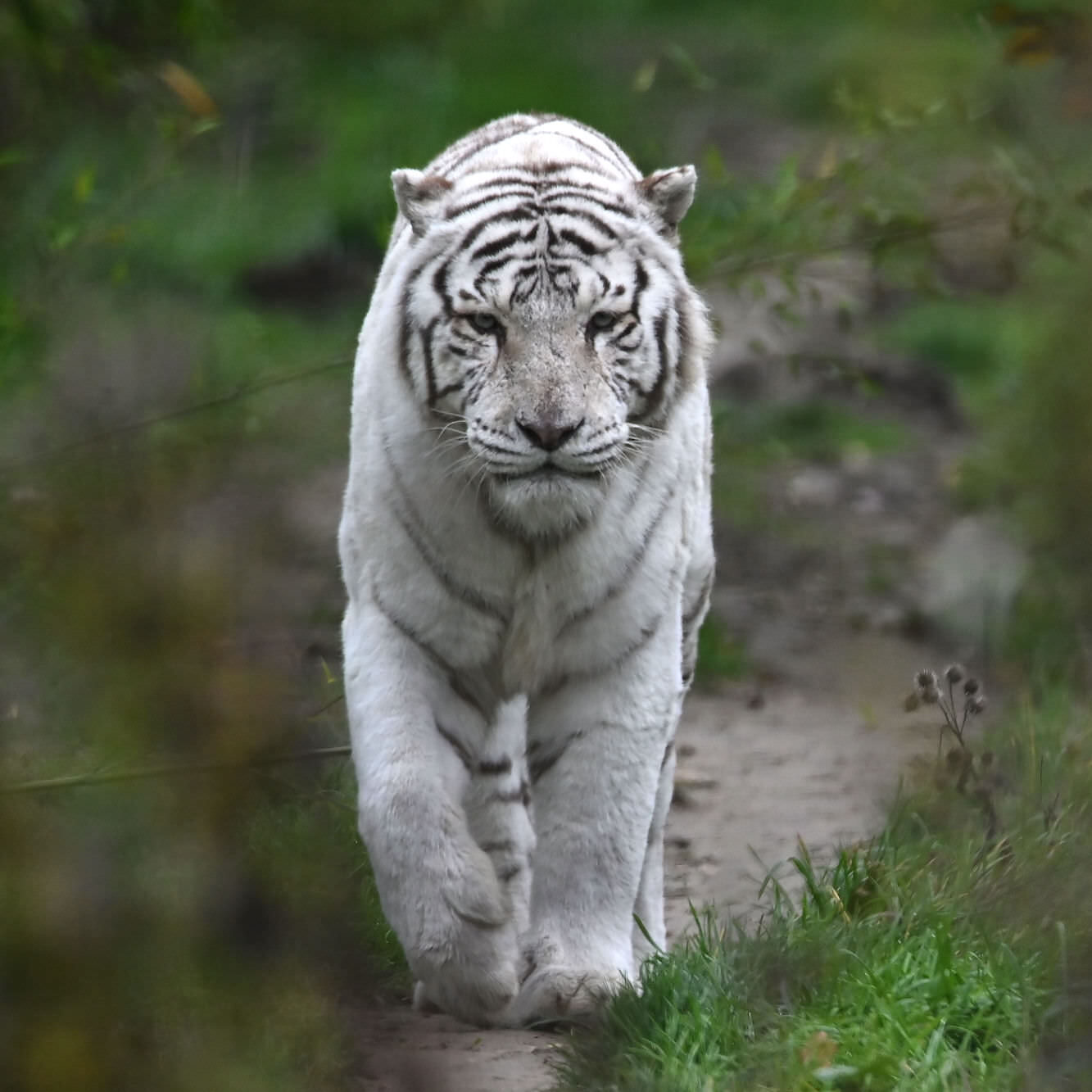 White tiger