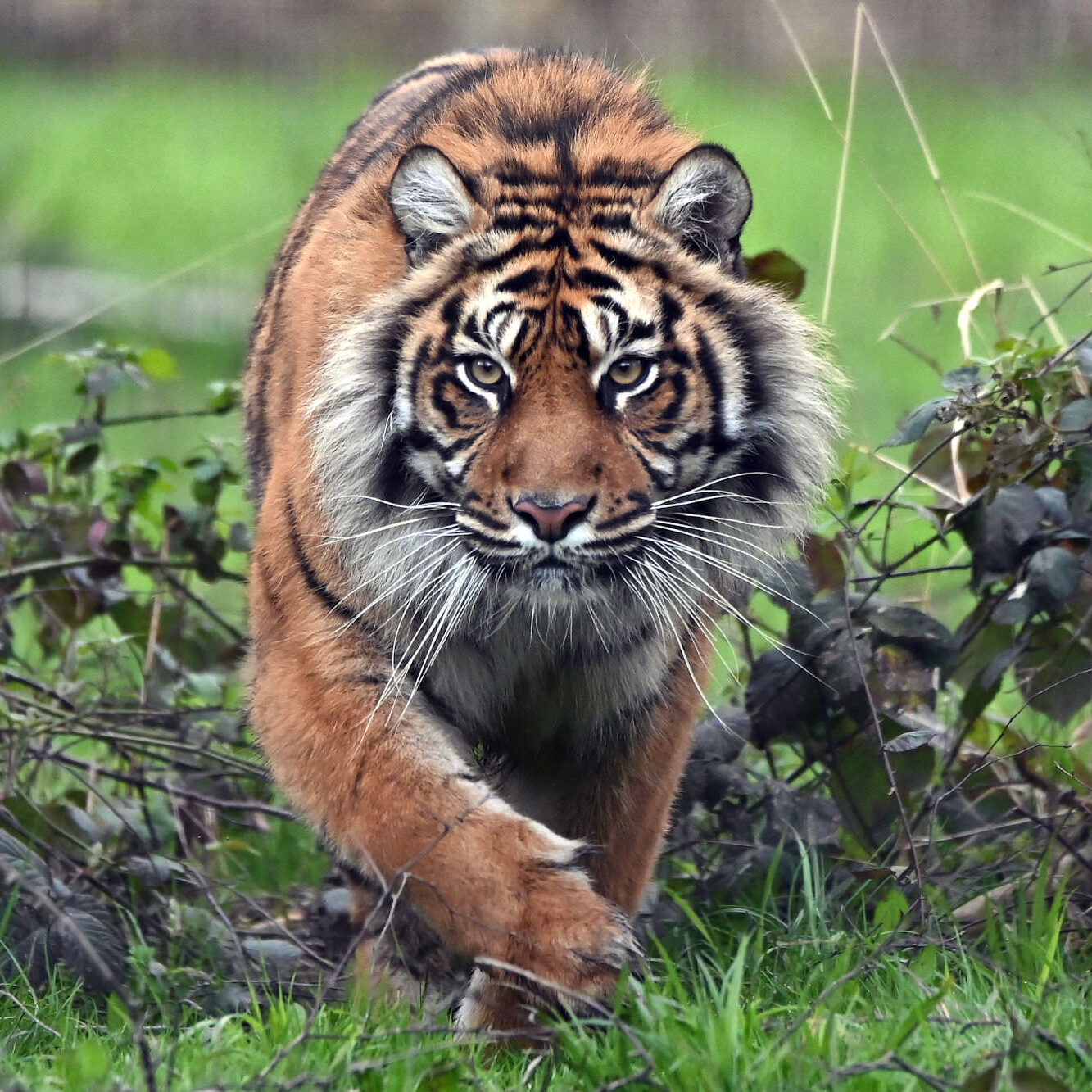 Sumatran tiger