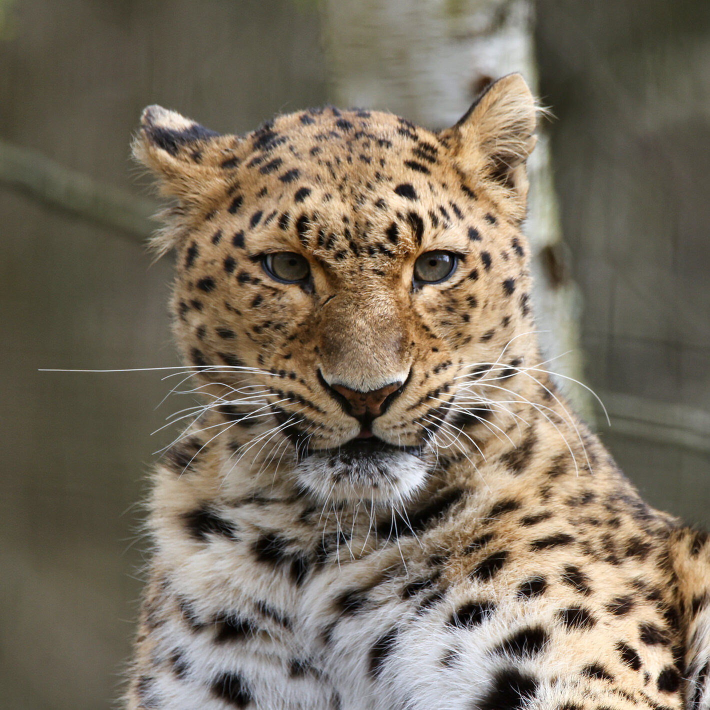 Amur leopard