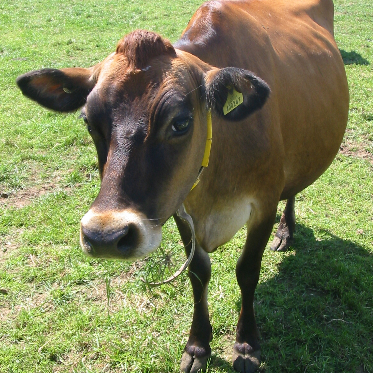 Vache Jersiaise