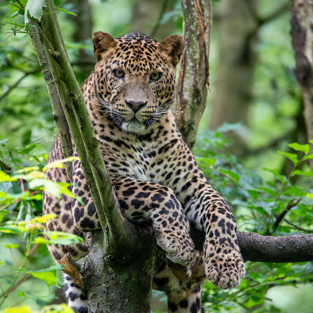 Sri Lankan leopard