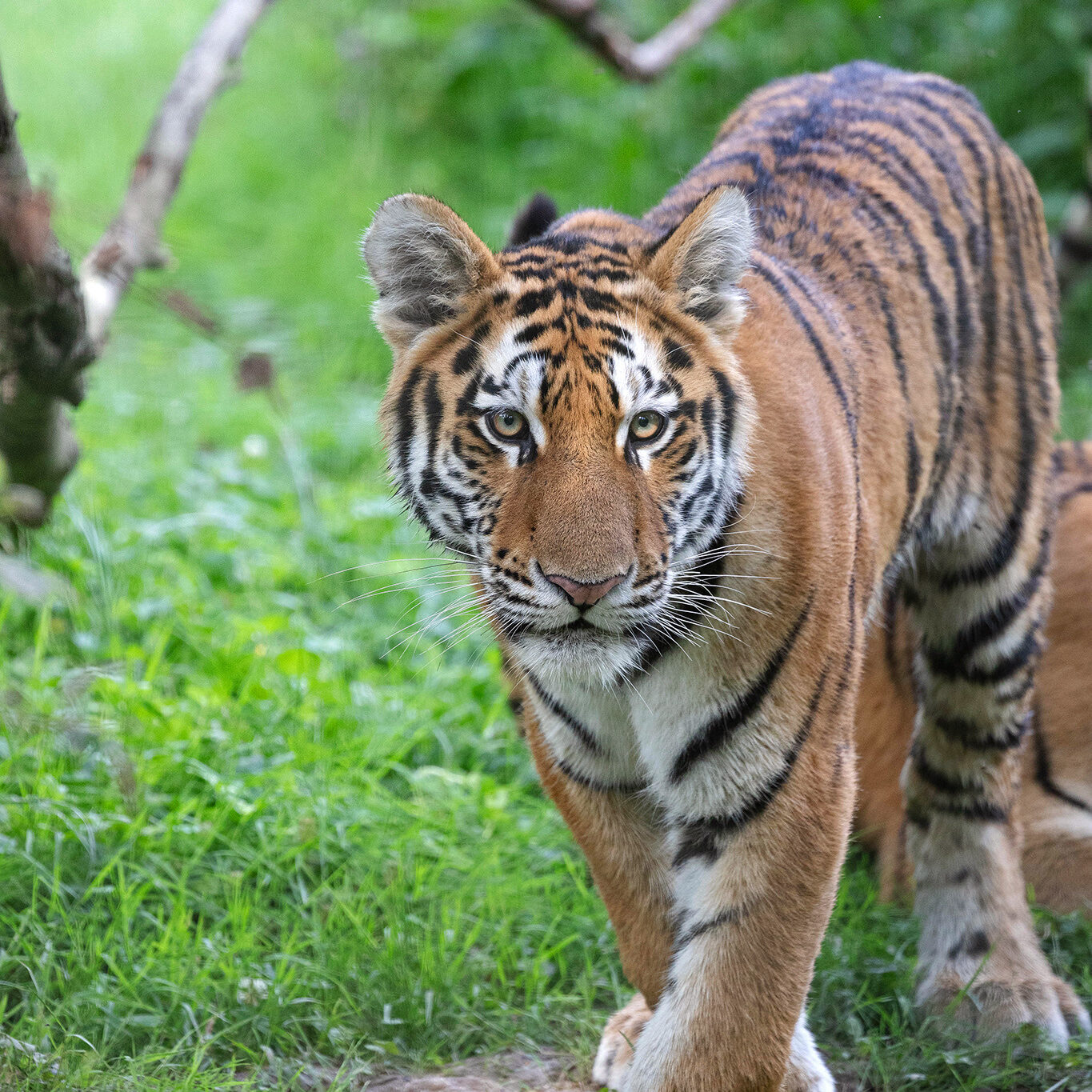 Siberian tiger